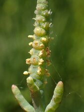 Salicornia pacifica Female